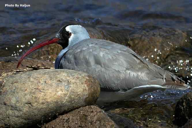 峡谷中观赏百态鹮嘴鹬