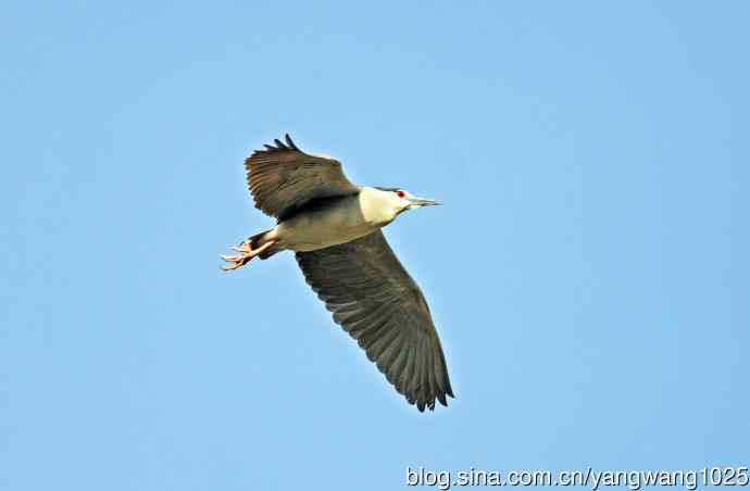 夜鹭（库存片）