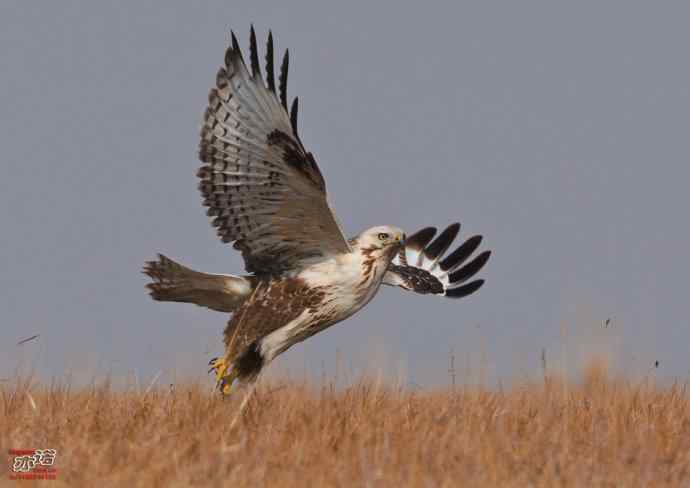 达里湖&nbsp;wbr路&nbsp;wbr大鵟