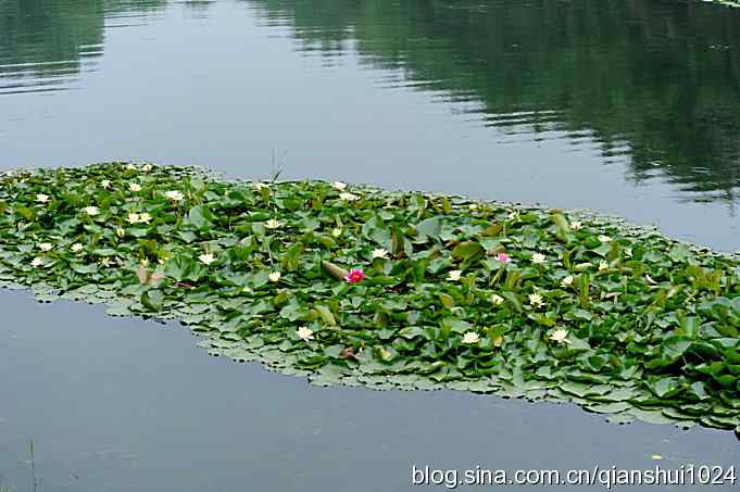 池鹭荷塘走秀(圆明园)*