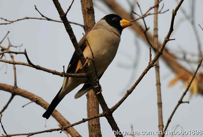 莲花池林鸟小拍