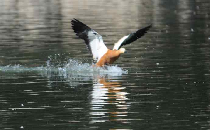 八月十六（杂片）