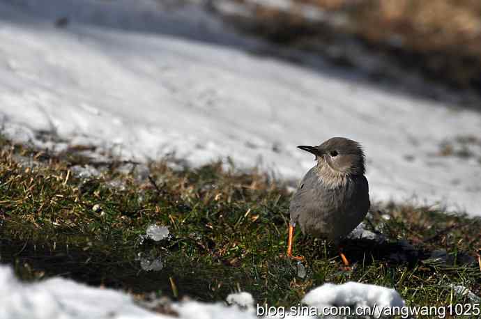 丝光椋鸟 wbr3 丝光椋鸟 wbr3