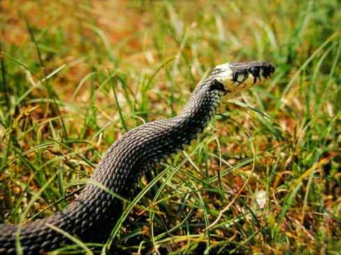 龙：传说的兽原型探秘（水蛇类）