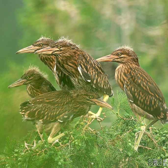 小白鹭与小夜鹭