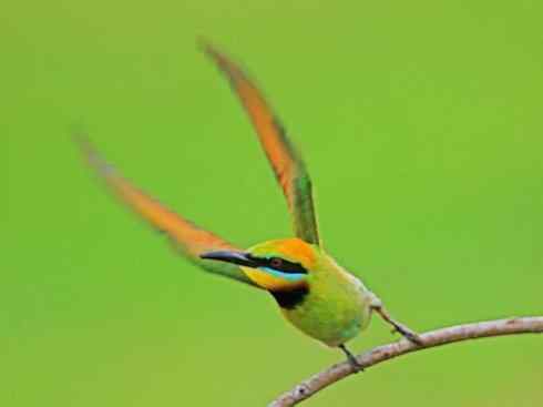 绝色攀禽：佛法僧目之蜂虎3