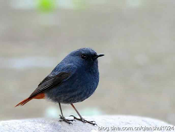 它可真能叫.十渡的红尾水鸲GG 它可真能叫.十渡的红尾水鸲GG