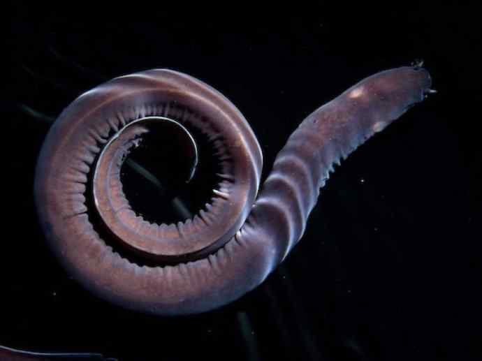 鱼类活化石：盲鳗