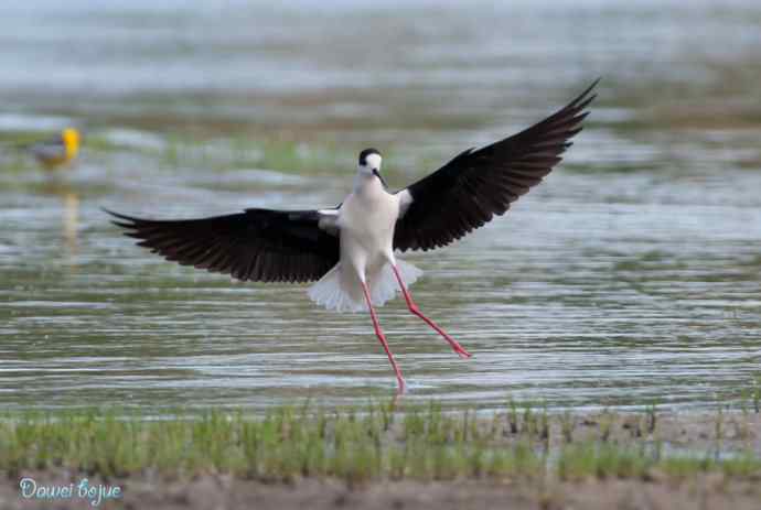 沙河生态版黑翅长脚鹬