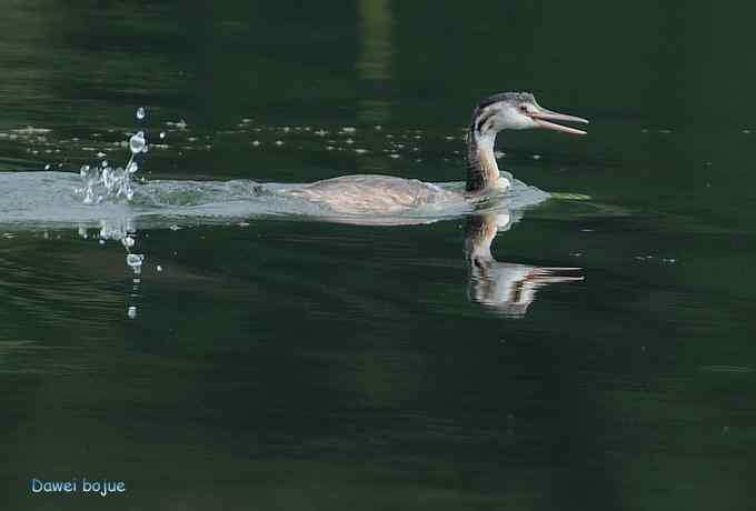 颐和园的凤头 颐和园的凤头