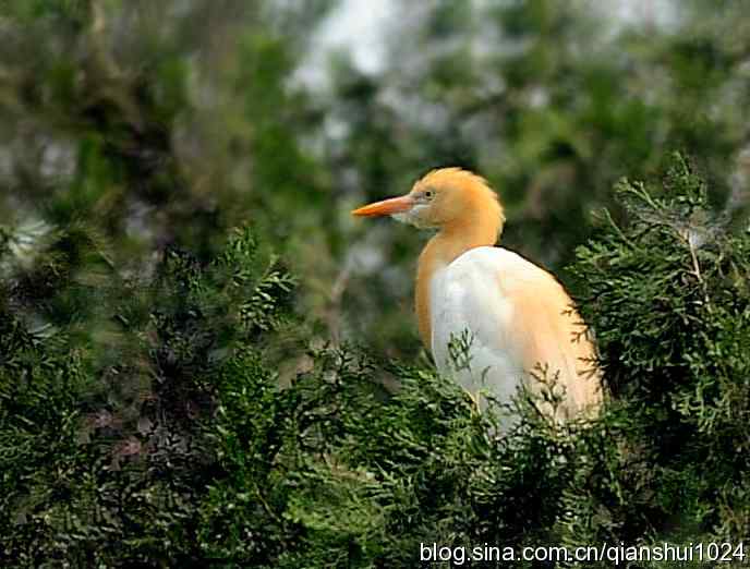 清仓晒鸟儿 清仓晒鸟儿