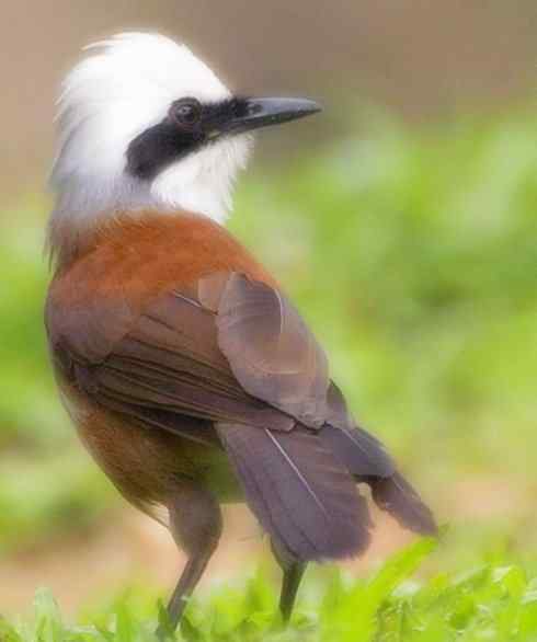 家禽驯化之源之十六