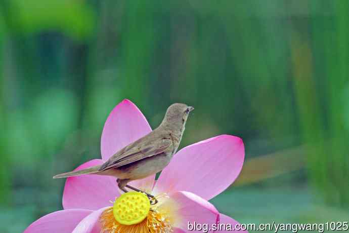 东方大苇莺与荷花（9）