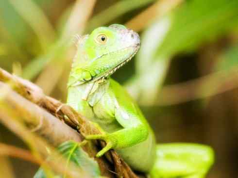 自然奇观：动物大迁徙(绿鬣蜥）