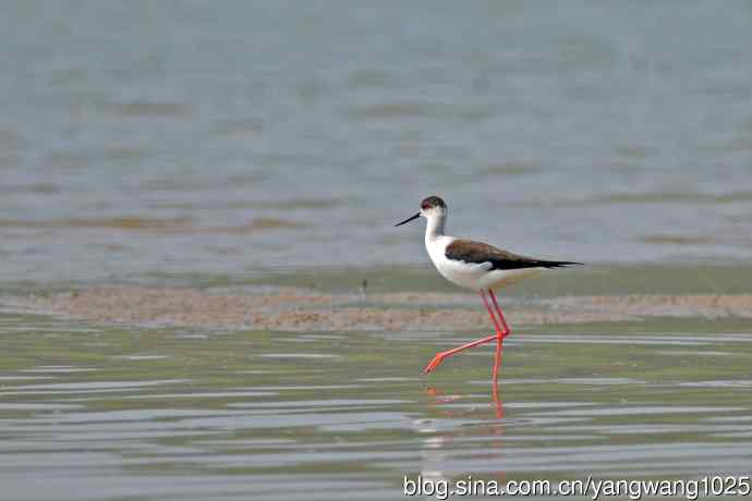 黑翅长脚鹬（7）