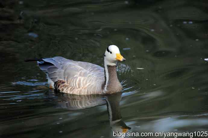 游水的斑头雁与翘鼻麻鸭