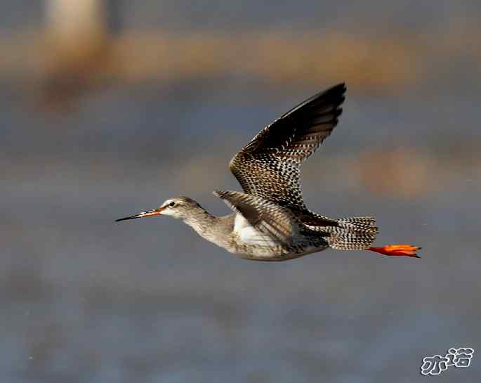 官厅水库&nbsp;wbr路&nbsp;wbr鹤鹬和青脚鹬