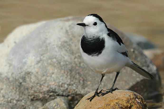 《白河湾的鸭子与十渡的白鹡鸰》