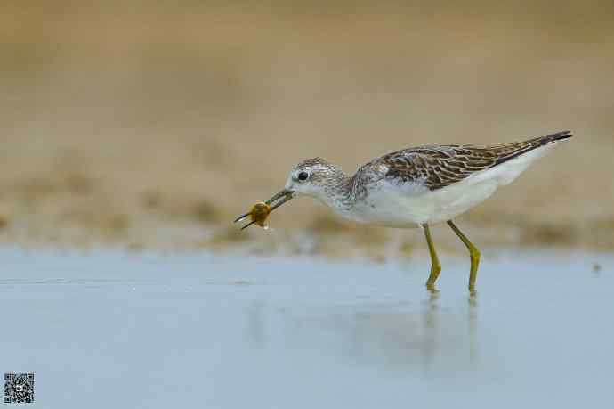 一组野鸭湖的鸻(heng)鹬(yu)类鸟