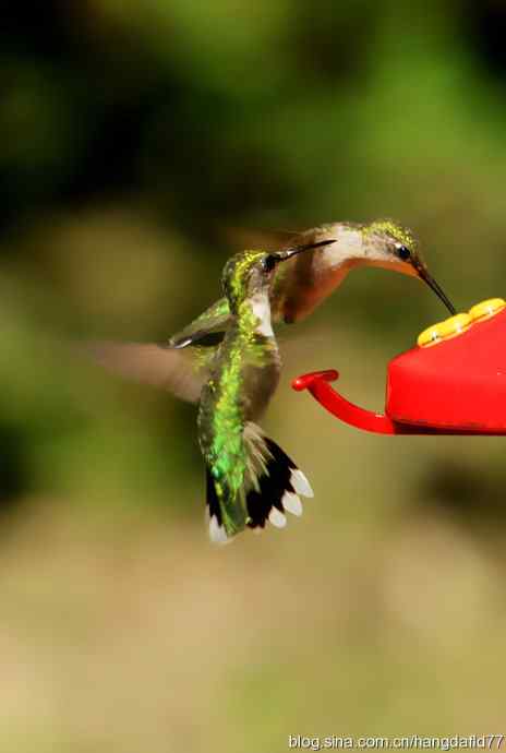 红玉喉北蜂鸟(2) 红玉喉北蜂鸟(2)