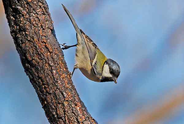 北京植物园赏鸟（二），大山雀（组图）