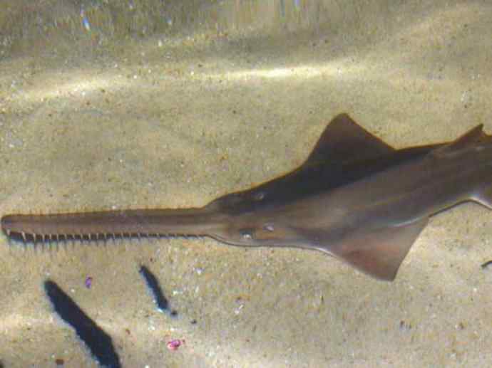 鱼类活化石：锯鳐