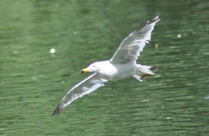 海鸥与打架的鸿雁