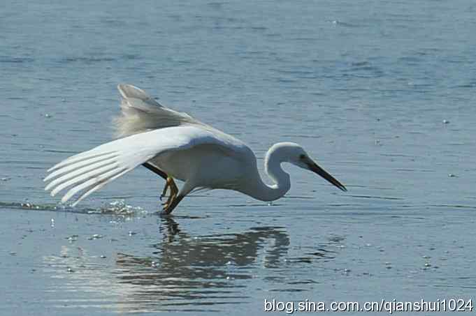 凌波仙子.白鹭海滨写真(北戴河)