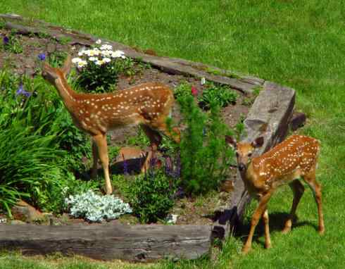 小鹿斑比姐妹俩 小鹿斑比姐妹俩