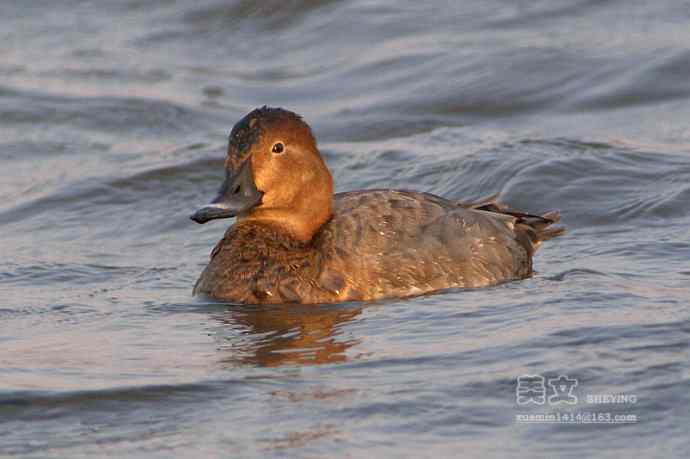 四川西昌鸟类摄影——红头潜鸭