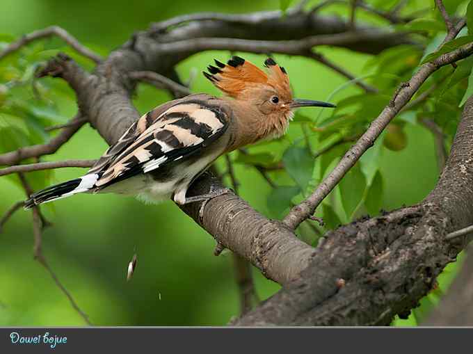 刚出窝的小戴胜* 刚出窝的小戴胜*