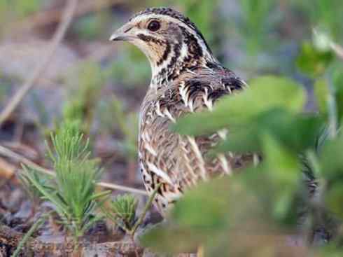 凤凰：传说的鸟原型探秘（鹌鹑）