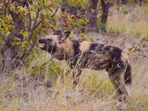 犬科：薮犬亚科非洲野犬属之非洲野犬