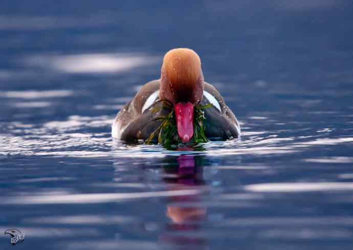 颐和园的赤嘴潜鸭