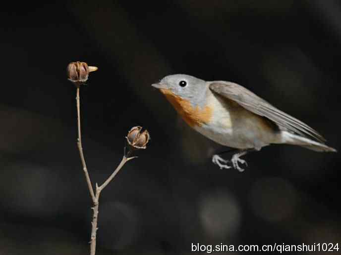 不愁吃喝的小鸟.红胸姬鹟(圆明园)