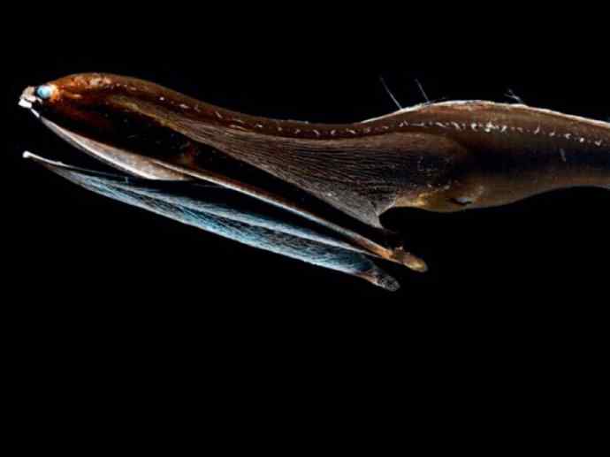 鱼类活化石：帆蜥鱼