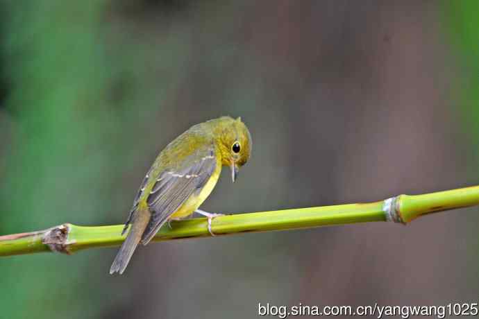 雌性绿背姬鶲（18）