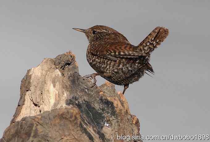 精灵般的小鹪鹩