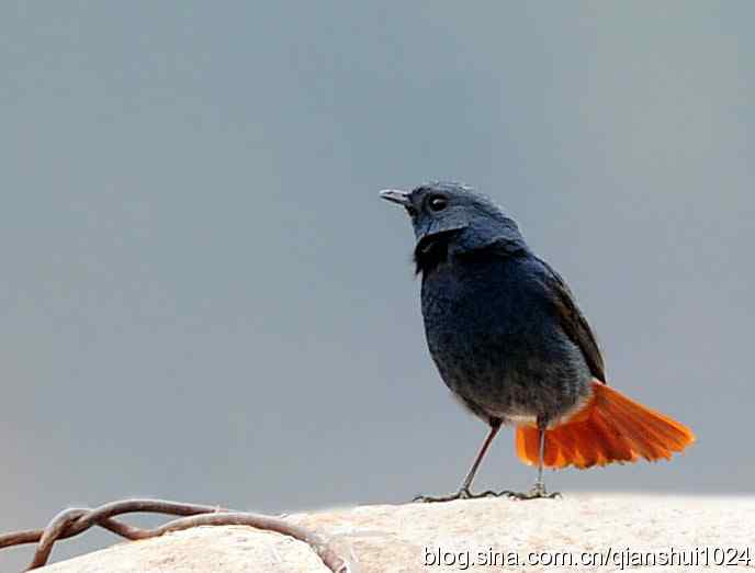 它可真能叫.十渡的红尾水鸲GG 它可真能叫.十渡的红尾水鸲GG