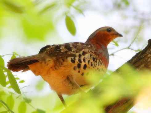 家禽驯化之源之九