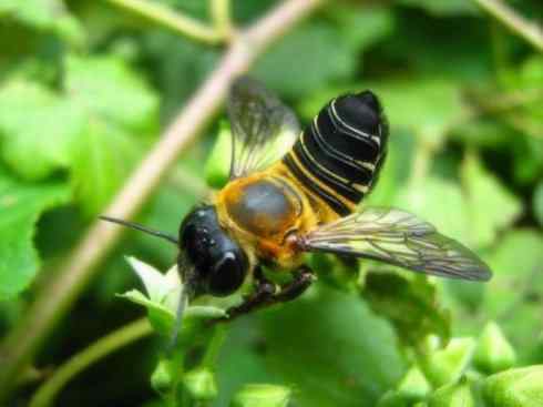 十大喜食蜂蜜动物：胡蜂