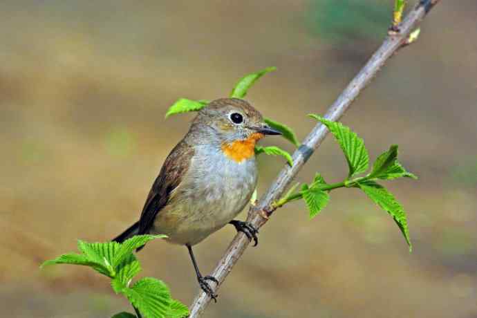 雄性红喉姬鹟（8）
