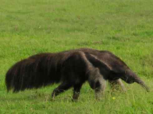 动物世界：山寨还是原创之五
