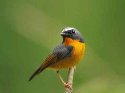 美丽无罪:雀鸟之姬鹟 美丽无罪:雀鸟之姬鹟