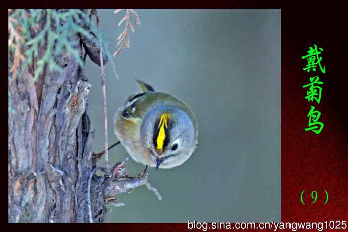 北京天坛公园的鸟类——戴菊鸟(9)