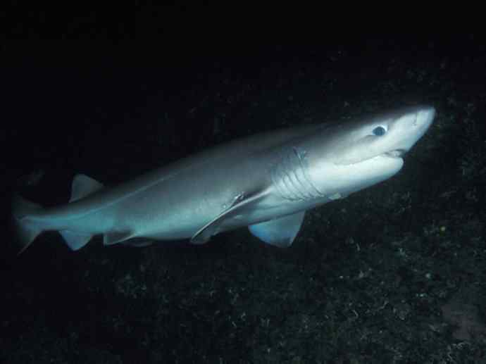 鱼类活化石：皱鳃鲨