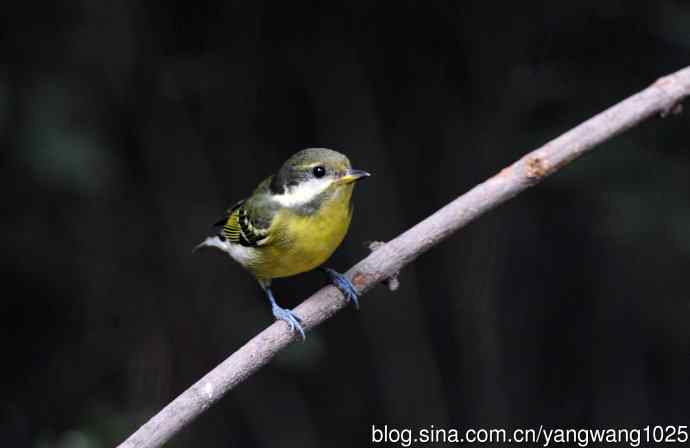 黄腹山雀(14) 黄腹山雀(14)