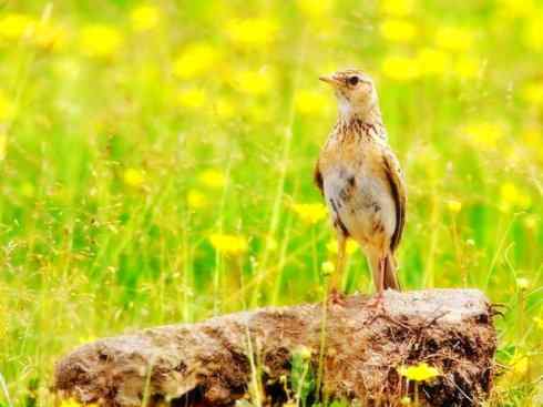 家禽驯化之源之二十八