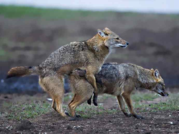 犬科：犬亚科犬属之金豺、黑背豺（胡狼类）