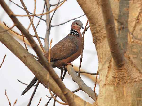 家乡的鸟（4），珠颈斑鸠（组图）